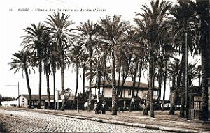 Alger - Jardin d'essai - Oasis des Palmiers